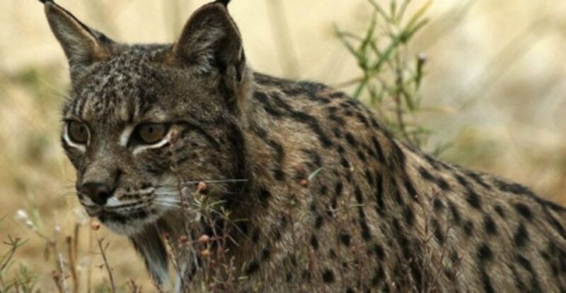 From Seville: Doñana, El Rocio, and Matalascañas Beach Tour - An In-Depth Look at the Tour