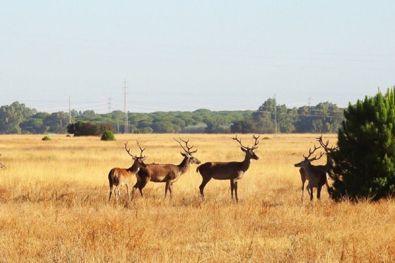 From Seville: Doñana National Park Day Trip - Exploring the Itinerary: What You Can Expect