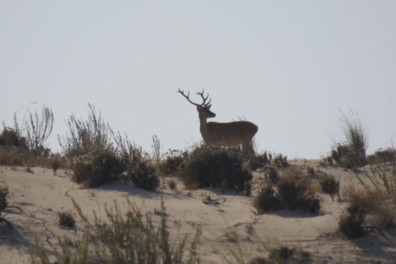 From Seville: Doñana National Park Day Trip - How the Tour Differs from Others