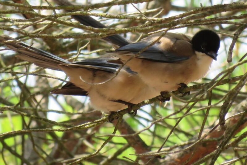 From Seville: Doñana National Park Day Trip - Final Verdict