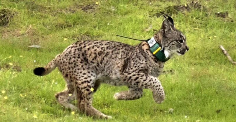 From Seville: Doñana Natural Park, El Rocio and Matalascañas - Transportation and Comfort