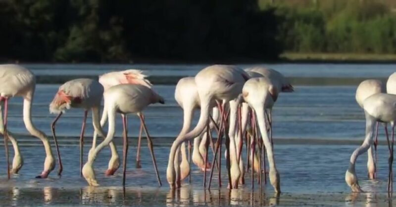 From Seville: Doñana Natural Park, El Rocio and Matalascañas - Value and Practical Considerations