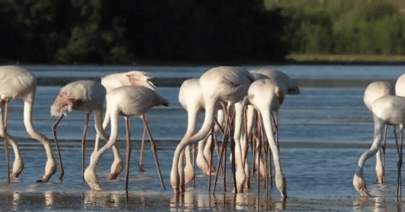From Seville: Doñana Natural Park, El Rocio and Matalascañas - Who Would Love This Tour?