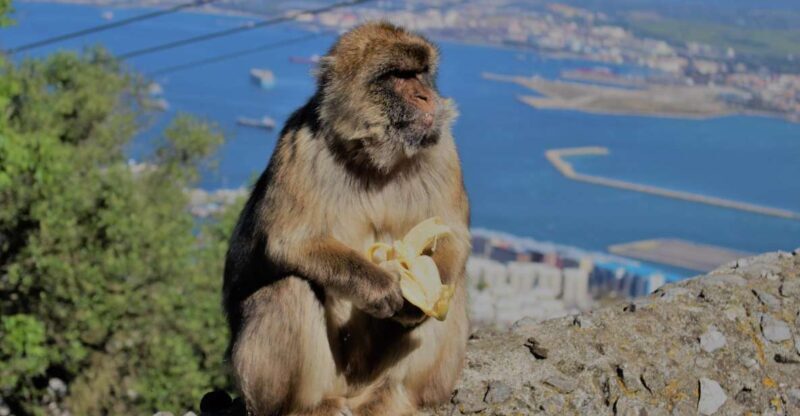 From Seville: Full-Day Trip to Gibraltar - An In-Depth Look at the Gibraltar Day Trip