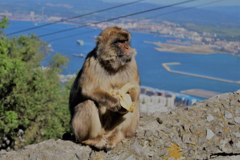 From Seville: Full-Day Trip to Gibraltar - FAQ