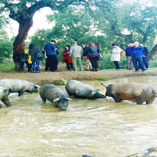 From Seville: Iberian Ham Full-Day Tour to Aracena - Key Points