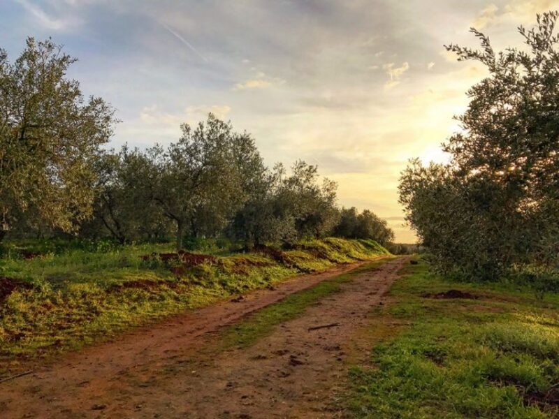 From Seville: Olive Oil Farm Tour - FAQ About the Seville Olive Oil Farm Tour