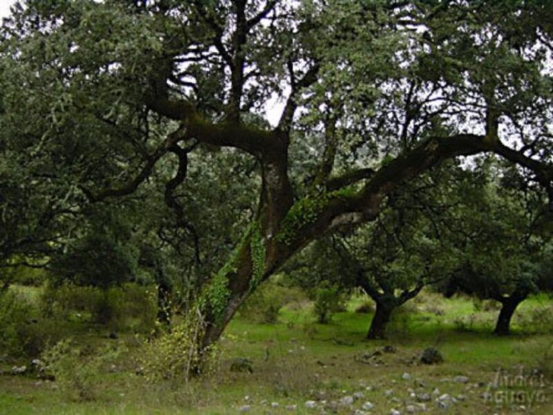 From Seville: Private Day Trip to Ronda and Granada - Discover Andalusia: Private Day Trip from Seville to Ronda and Granada