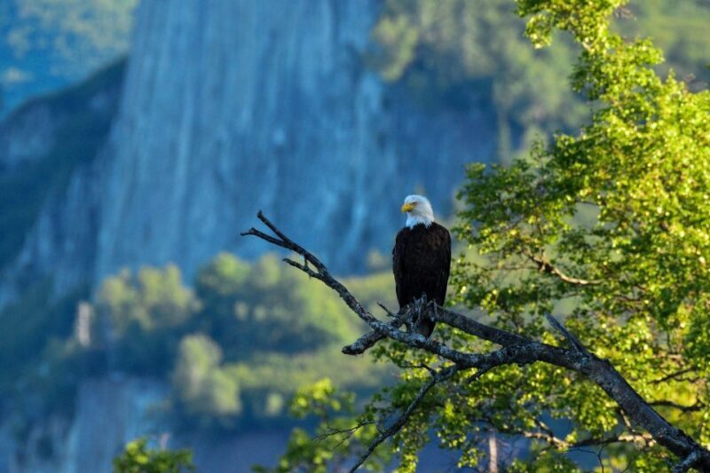 From Seward: 6-hour Wilderness Hiking Tour - A Closer Look at the Seward Wilderness Hiking Tour