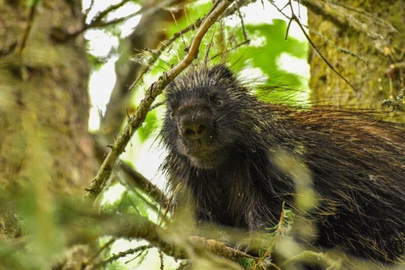From Seward: 6-hour Wilderness Hiking Tour - Final Thoughts: Is This Tour Right for You?