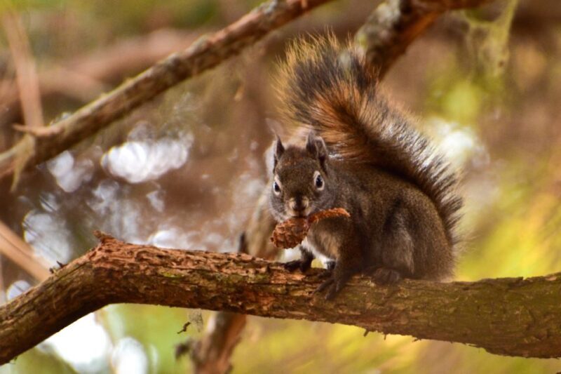 From Seward: 6-hour Wilderness Hiking Tour - FAQ