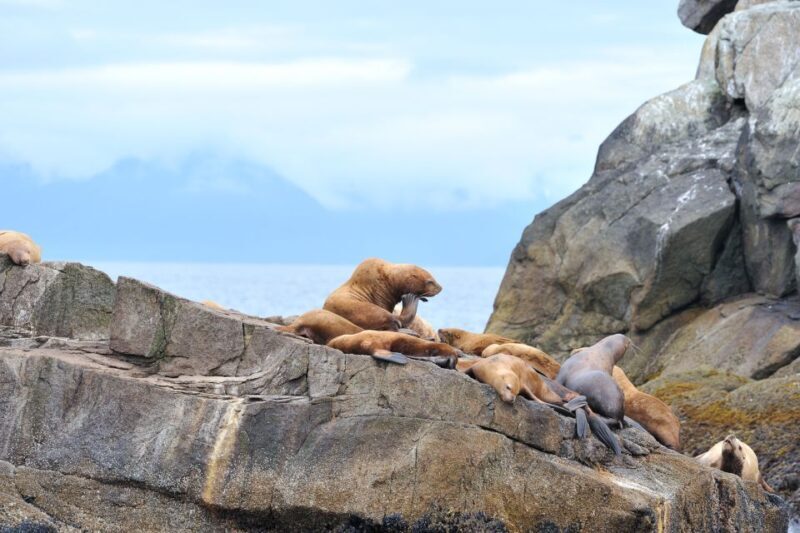 From Seward: Half-Day Resurrection Bay Wildlife Cruise Tour - FAQ