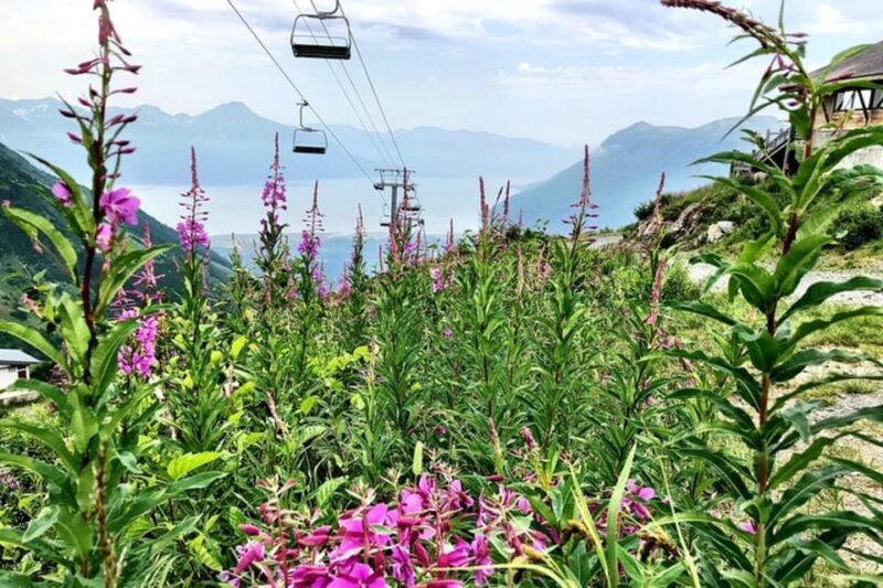 From Seward or Whittier: Guided Craft Tour and Ship Transfer - Key Points