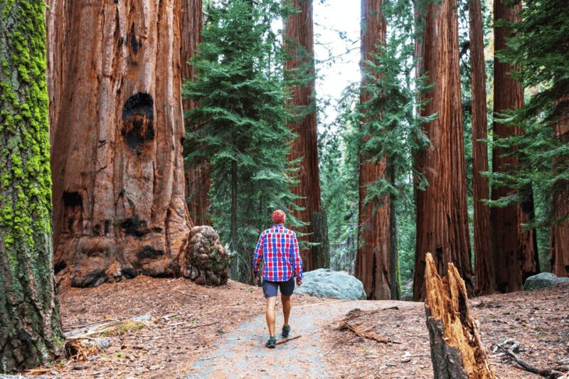 From SF: Alcatraz Day Tour, Muir Woods Visit & Wine Tasting - Final Thoughts: Is This Tour for You?