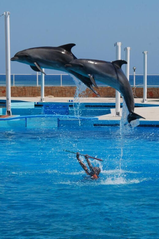 From Side Dolphin and Seal Show Ticket with Hotel Transfers - What Travelers Are Saying