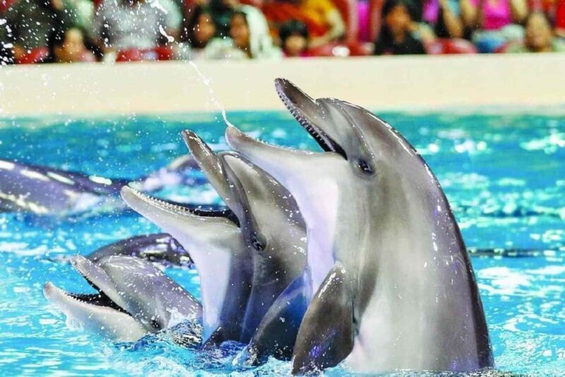 From Side Dolphin and Seal Show Ticket with Hotel Transfers - FAQ