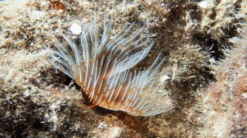 From Side: Guided Scuba Diving in Alanya w/ Lunch & Transfer - FAQs