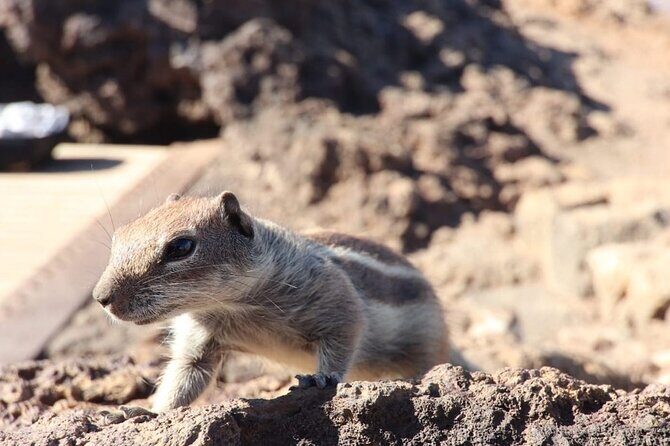 From South Fuerteventura 4x4 Tour Corralejo Dunes and El Cotillo - Who Will Enjoy This Tour?