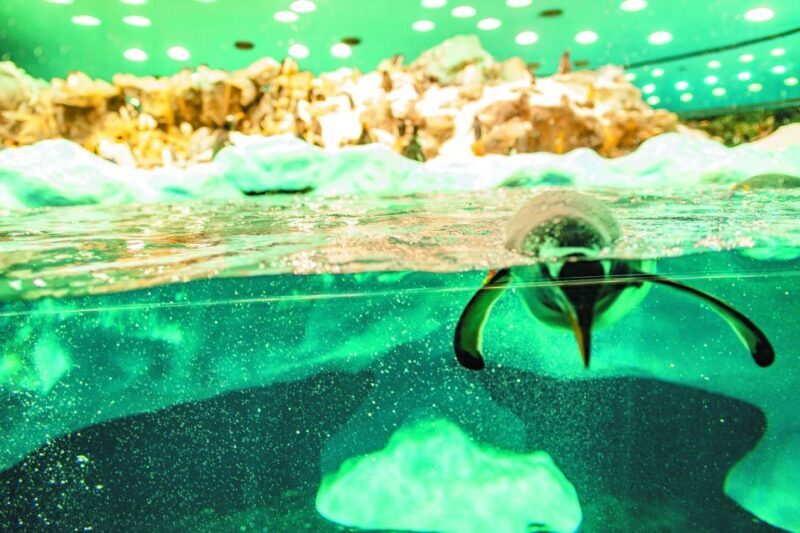 From South Tenerife: Loro Park Zoo Ticket & Hotel Transfers - An In-Depth Look at the Loro Parque Experience