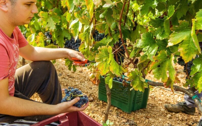 From Split or Trogir: Krka National Park & Wine Tasting Tour - Frequently Asked Questions