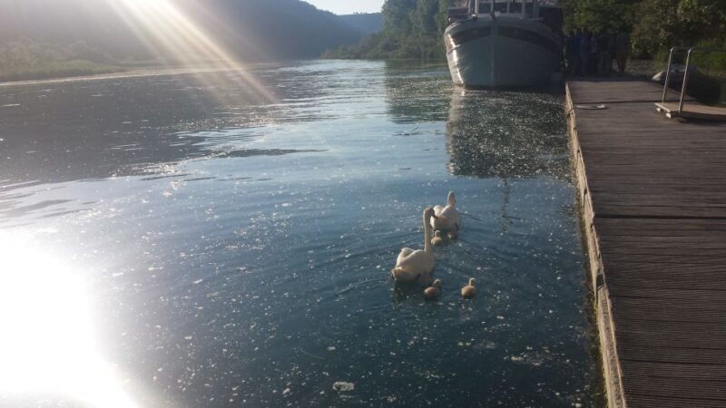 From Split & Trogir: Krka Waterfalls and Primoten - From Split & Trogir: Krka Waterfalls and Primosten – A Detailed Review