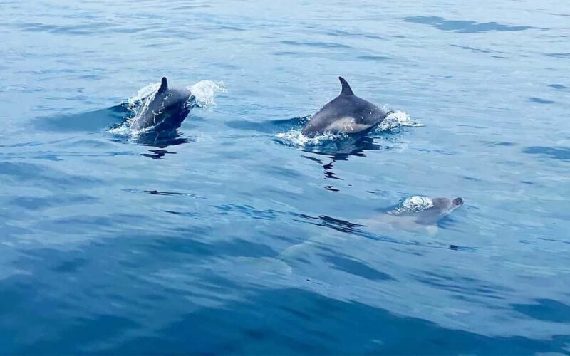 From Split:Private boat tour:Trogir, Blue Lagoon & Shipwreck - An In-Depth Look at the Tour Experience