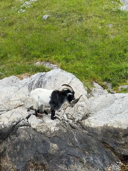 From Stavanger: Lysefjorden & Pulpit Rock Safari by RIB - Who Should Consider This Tour?