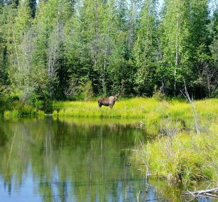 From Stockholm: Moose & Wildlife Safari with Campfire Dinner - An In-Depth Look at the Moose & Wildlife Safari