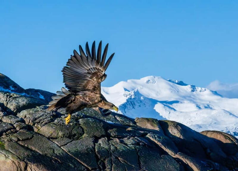 From Svolvær: Lofoten Trollfjord Cruise & Sea Eagle Safari - Key Points