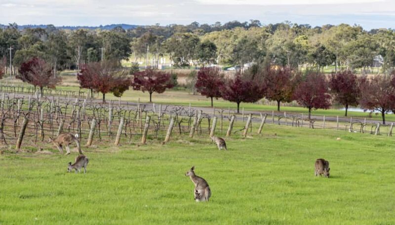 From Sydney: All Inclusive Boutique Hunter Valley Wine Tour - Introduction: A Taste of Hunter Valley Without the Hassle