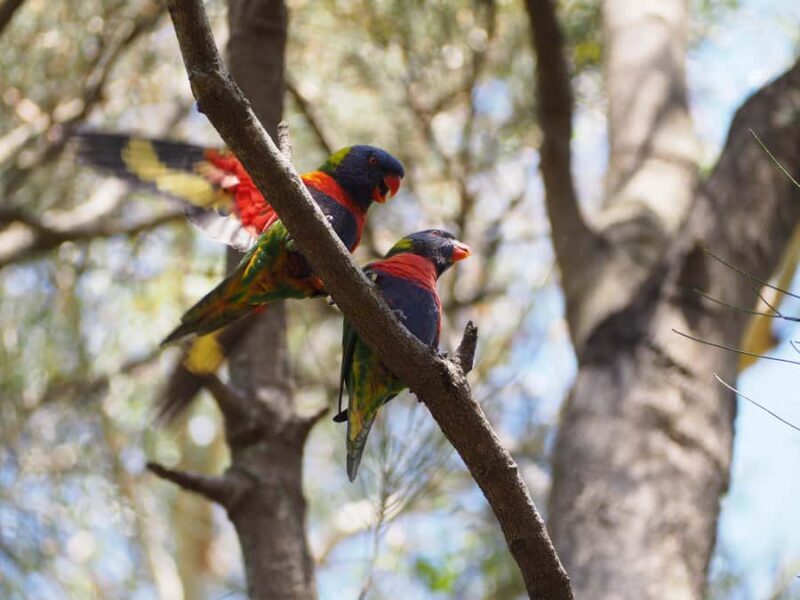 From Sydney: Australian Wildlife Safari with Lunch & Dinner - A Deep Dive into the Australian Wildlife Safari