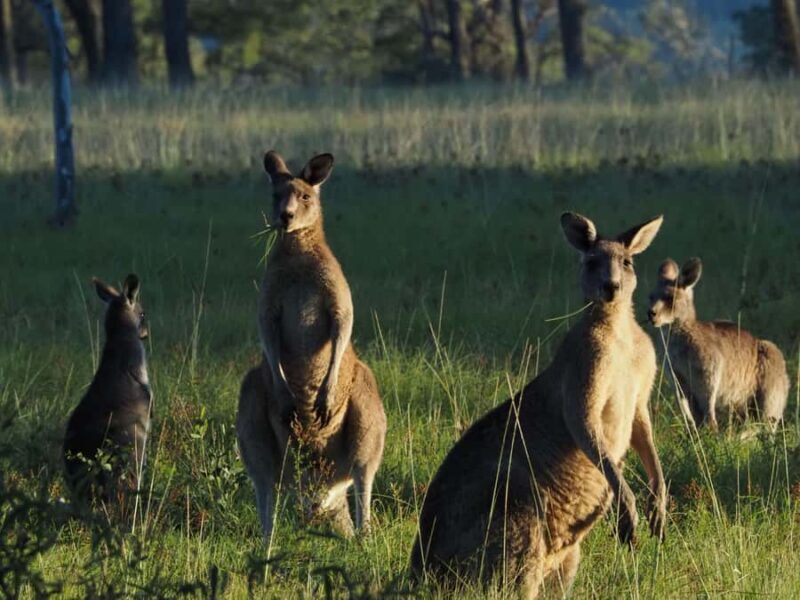 From Sydney: Australian Wildlife Safari with Lunch & Dinner - What Makes This Tour Stand Out