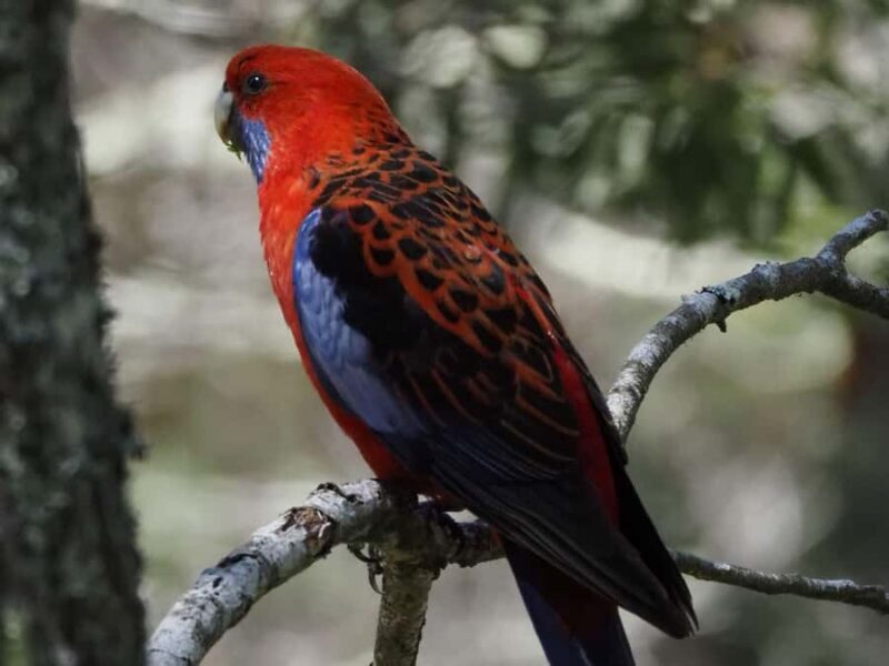 From Sydney: Australian Wildlife Safari with Lunch & Dinner - Summary