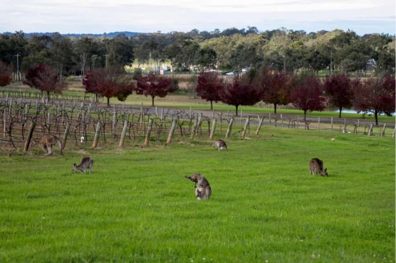From Sydney: Award-Winning Hunter Valley Wine & Cheese Tour - Who Will Love This Tour?