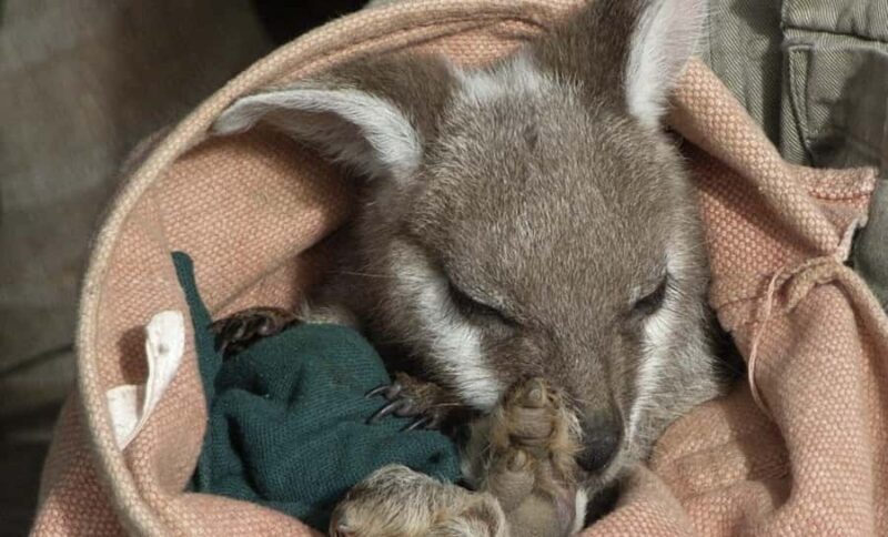 From Sydney: Blue Mountains Bushwalks & Featherdale Tour - The Journey Begins: From Sydney to the Blue Mountains