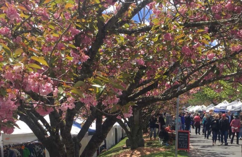 From Sydney: Blue Mountains Day Tour & Hop-on, Hop-off Tour - Who This Tour is Best For