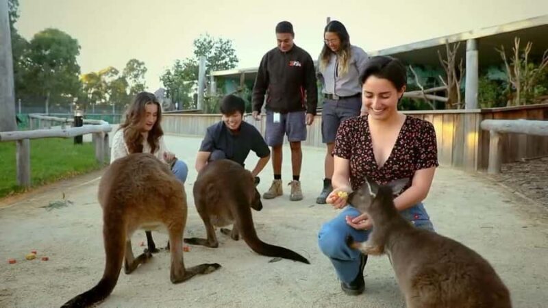 From Sydney: Blue Mountains Day Tour & Hop-on, Hop-off Tour - Final Thoughts