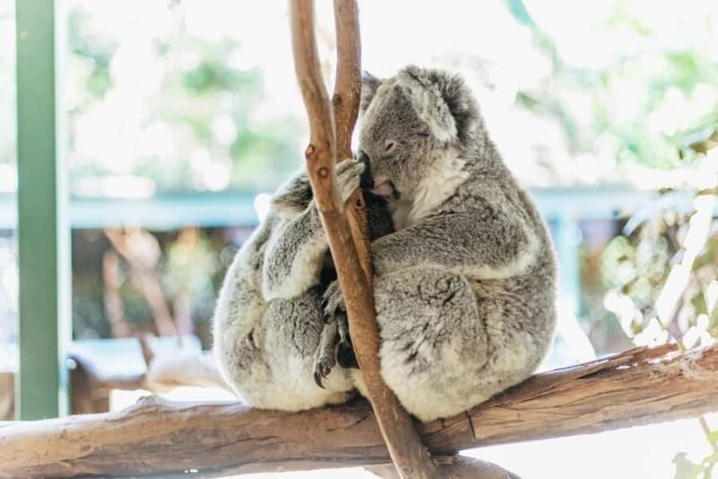 From Sydney: Blue Mountains Full-Day Trip - What People Say: Authentic Voices