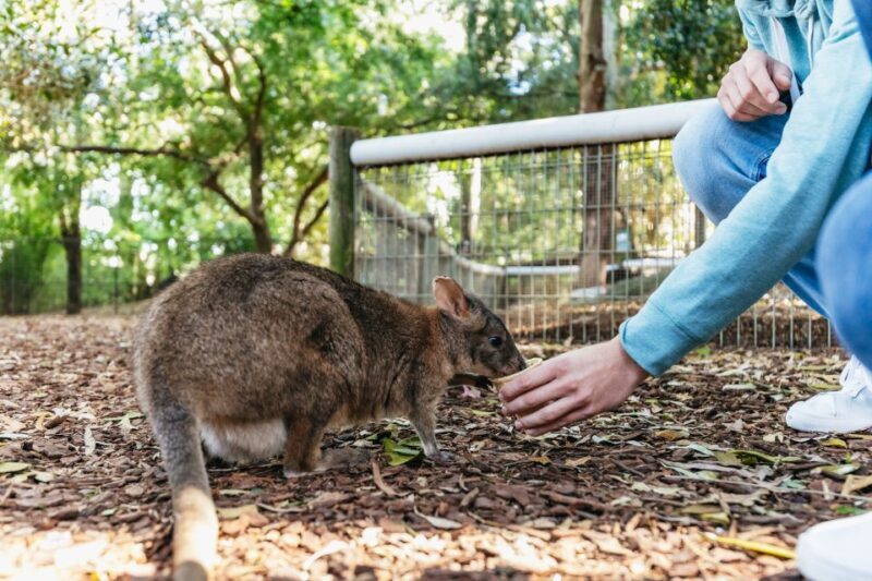 From Sydney: Blue Mountains Full-Day Trip - Final Thoughts