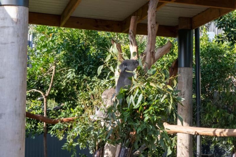 From Sydney: Blue Mountains, Sydney Zoo & Walking Tour - FAQ