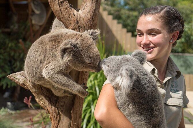 From Sydney: Day Tour to Jervis Bay with Beaches and Koalas - Who Should Consider This Tour?