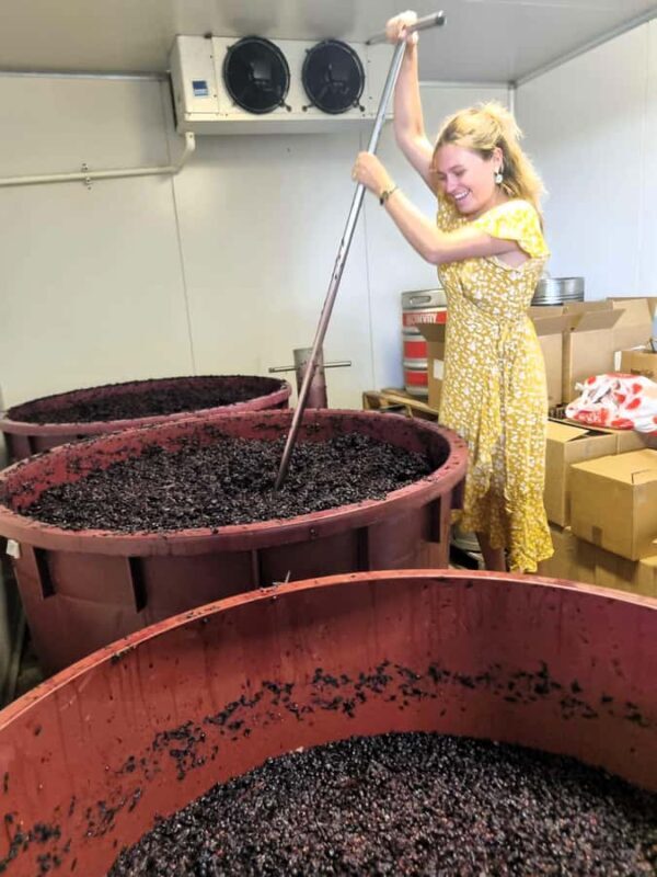 From Sydney: Hunter Valley Beer & Wine Group Tour - The Experience: What to Expect on the Hunter Valley Beer & Wine Tour