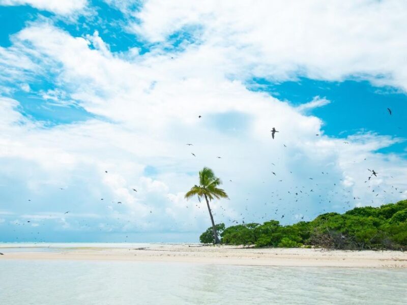 From Tahiti: Tetiaroa Island Tour by Sailing Catamaran - Key Points