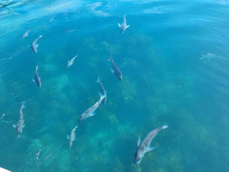 From Tairua: 2 Hour Cathedral Cove Tour with Local Guide - Final Thoughts: Who Is This Tour For?
