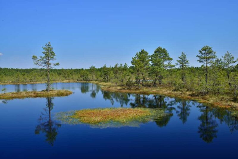 From Tallinn: Bog walk and Sauna Tour - Exploring Estonia’s Bogs: What to Expect