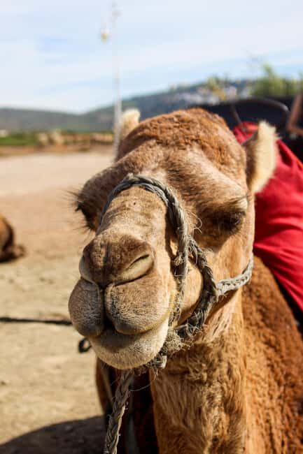From Tangier: Cap Spartel and Hercules Cave with Camel Ride - The Sum Up: Is This Tour Worth It?
