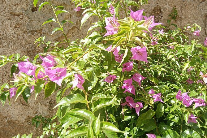 From Taormina Godfather Private Tour Forza D'Agrò and Savoca - Exploring Sicily Through The Godfather: A Detailed Review of the Private Tour from Taormina