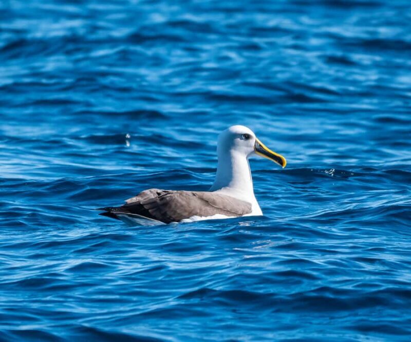 From Tauranga: Half-Day Swimming with Dolphins Tour - Conclusions: Is It Worth It?