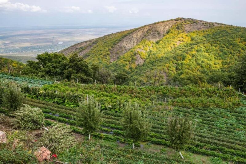 From Tbilisi: Private Bodbe & Sighnaghi Tour - Key Points