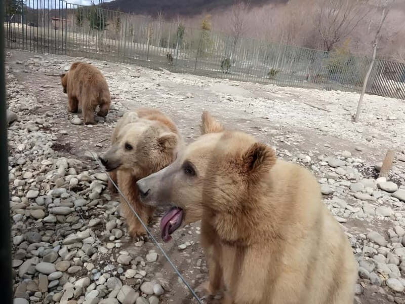 From Tbilisi: Sabaduri, Bears, Jvari & Chronicle of Georgia - Key Points
